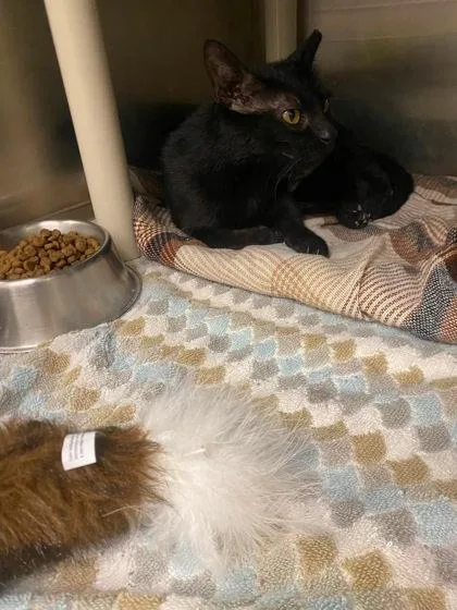 A young medium-sized female Domestic Short Hair cat named Athena for adoption in Hobart, IN