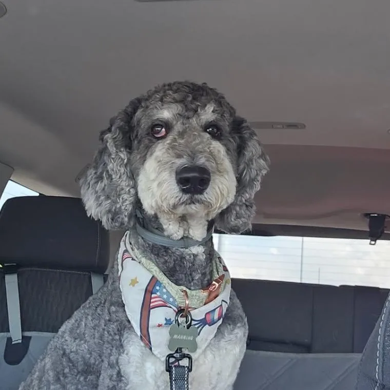 An adult medium-sized male Black Bernedoodle dog named Manning Bernedoodle for adoption in Hendersonville, TN