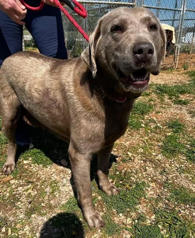 An adult large-sized female Gray / Blue / Silver Weimaraner dog named Lady Bird for adoption in Munfordville, KY