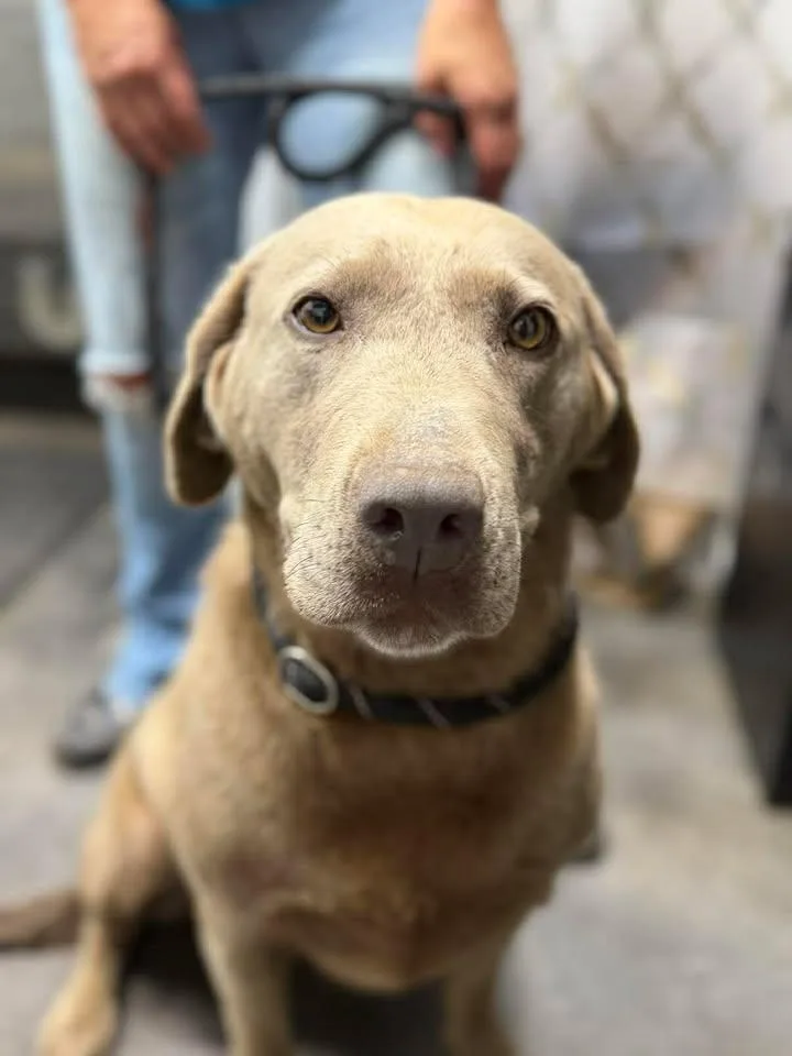 Lady Bird thumbnail 2