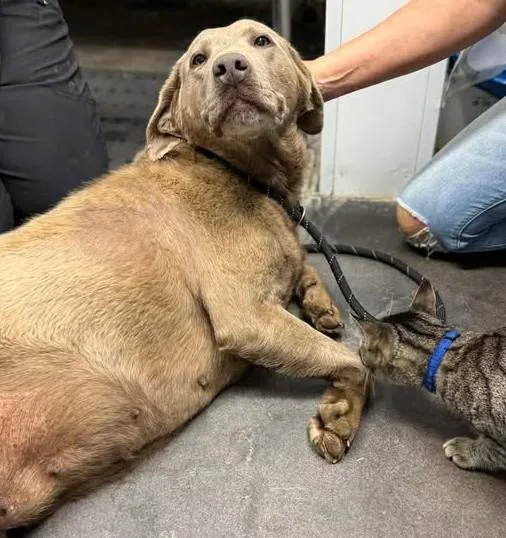 Lady Bird thumbnail 3