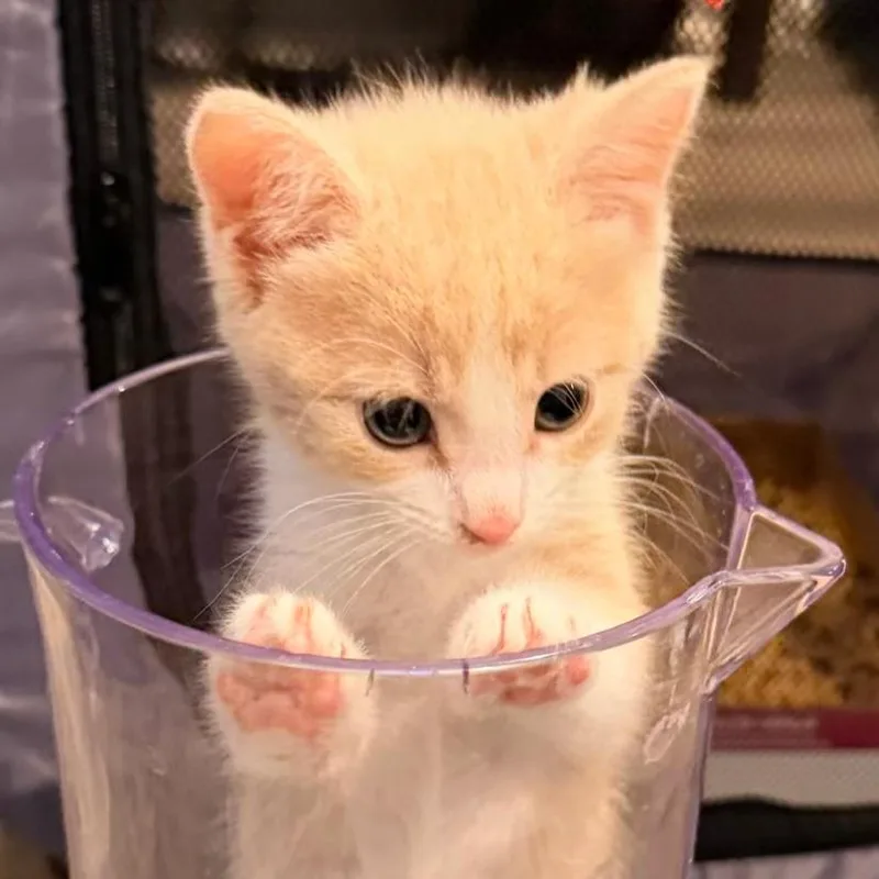 A baby small-sized female Buff / Tan / Fawn Domestic Short Hair cat named Opal for adoption in Houston, TX