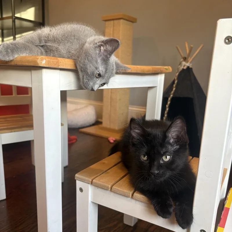 A baby small-sized female Black Domestic Short Hair cat named Sydney for adoption in Skokie, IL