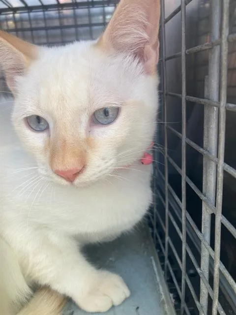 A young large-sized female Domestic Short Hair cat named Fletho for adoption in Dallas, TX