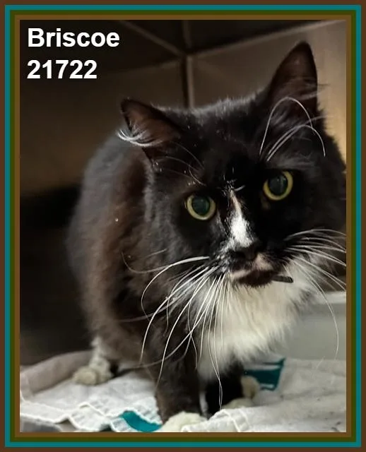 A senior medium-sized male Black & White / Tuxedo Domestic Long Hair cat named Briscoe for adoption in Marietta, GA