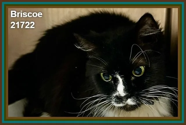 Briscoe thumbnail 2