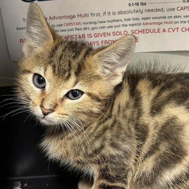 A baby small-sized male Gray / Blue / Silver Domestic Short Hair cat named Lyric for adoption in Chattanooga, TN