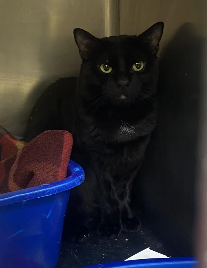 Chin Chin thumbnail 2