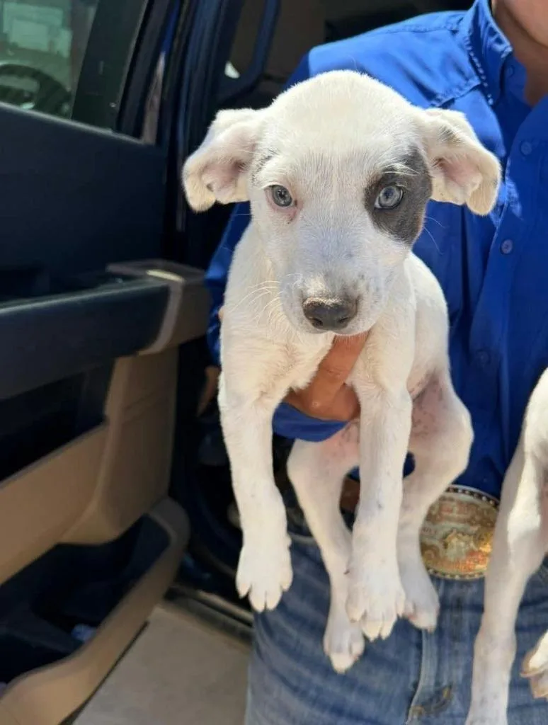 A baby medium-sized female Mixed Breed dog named Java for adoption in sun prairie, WI