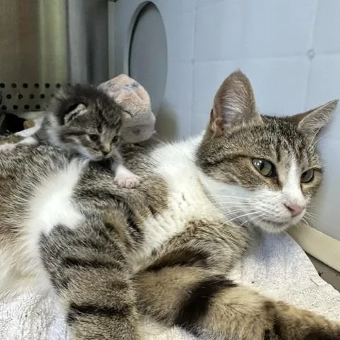 A baby small-sized female Brown / Chocolate Domestic Short Hair cat named Clarke for adoption in Indianapolis, IN