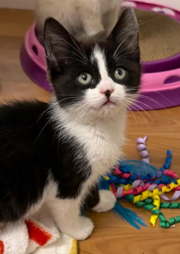 A baby small-sized female Domestic Short Hair cat named Pepper for adoption in Roanoke, VA