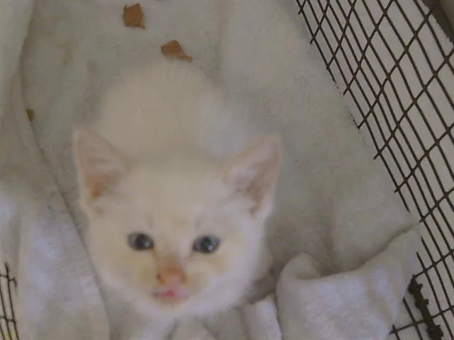 Marshmellow