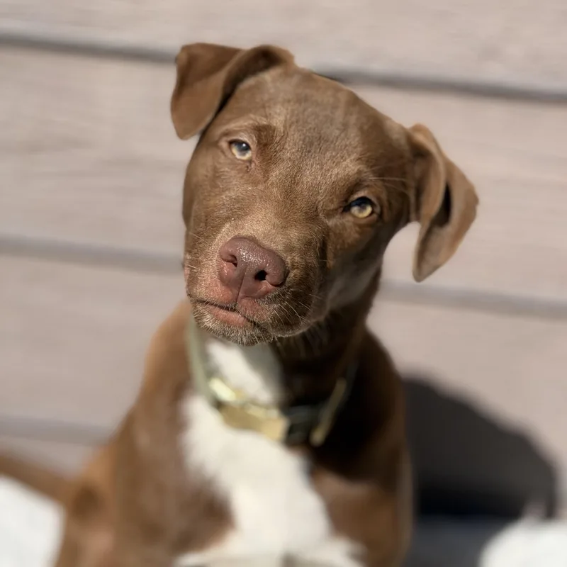 A young medium-sized female Mixed Breed dog named Velma for adoption in Burbank, CA