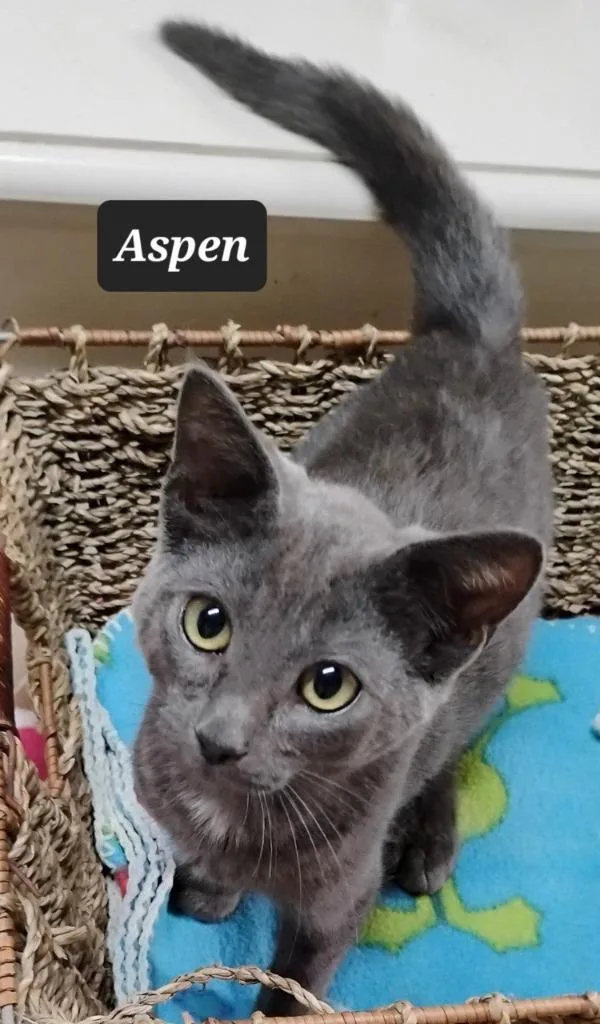 Aspen