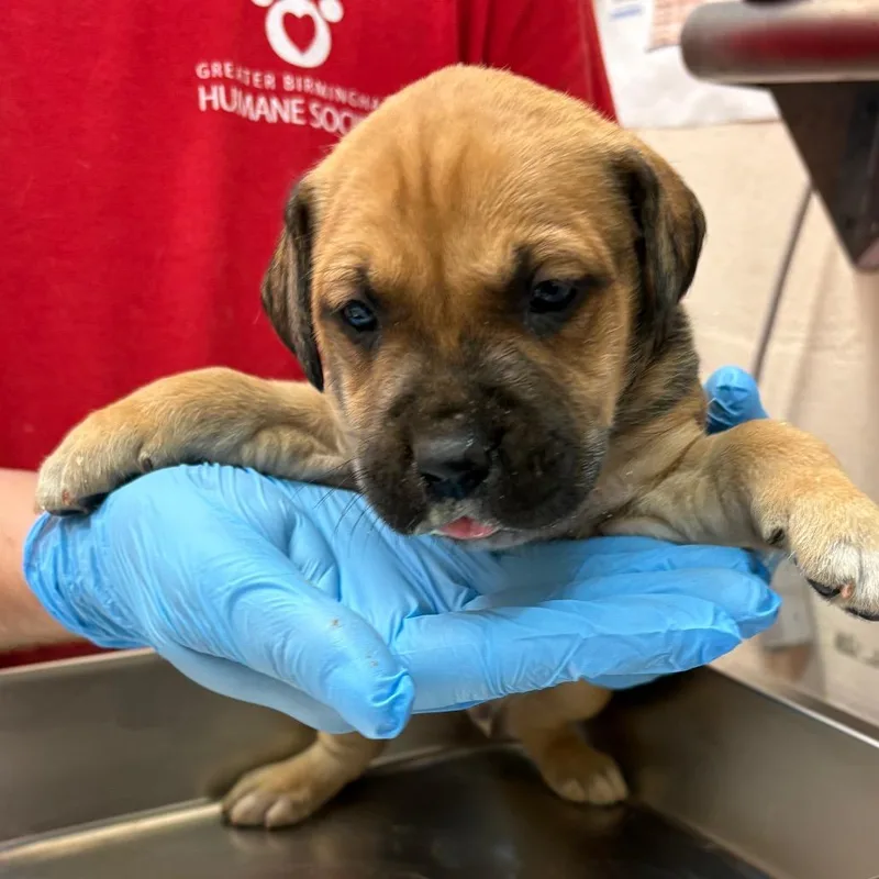 A baby small-sized male Brown / Chocolate Terrier dog named Thor for adoption in Birmingham, AL