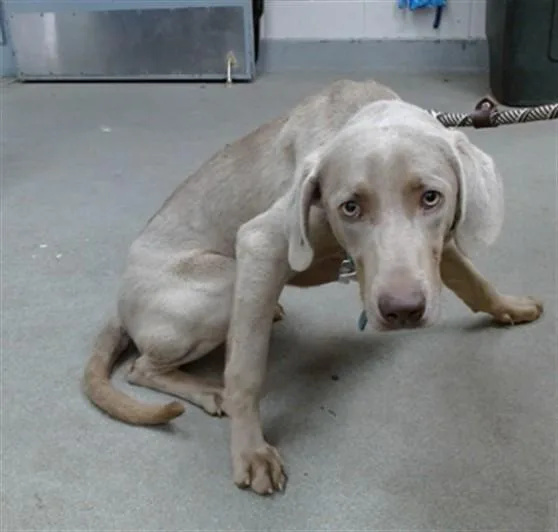 A young medium-sized female Weimaraner dog named Maggie for adoption in Salinas, CA