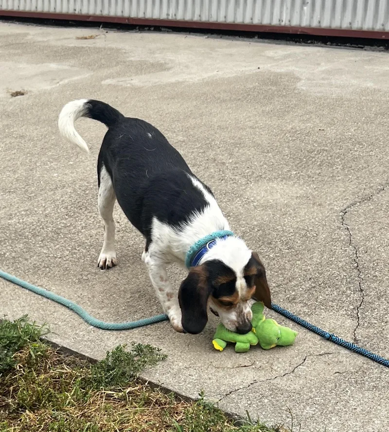 An adult small-sized male Beagle dog named George for adoption in Lexington, KY