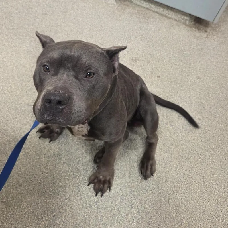 An adult large-sized female Gray / Blue / Silver Mixed Breed dog named Clementine for adoption in Jacksonville, FL