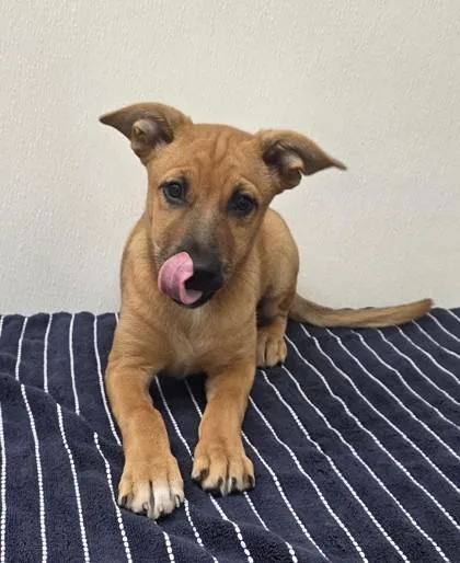 A young medium-sized female Shepherd dog named Jill Valentine for adoption in Phoenix, AZ