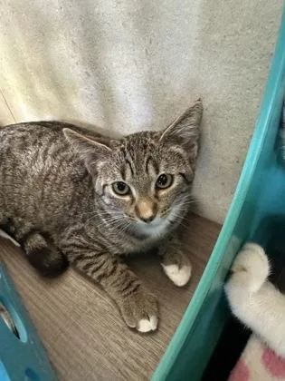 A baby small-sized female Domestic Short Hair cat named Tori for adoption in Honolulu, HI