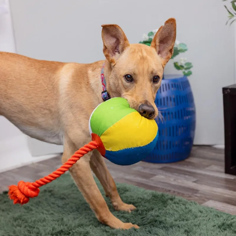 Beethoven thumbnail 2