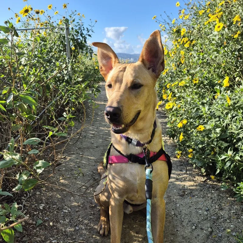 Beethoven thumbnail 4