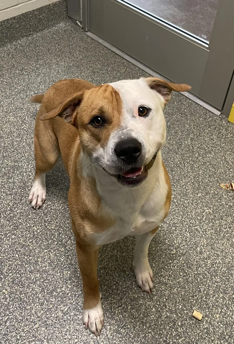 An adult large-sized male Yellow / Tan / Blond / Fawn Pit Bull Terrier dog named Chance for adoption in Gladstone, MO