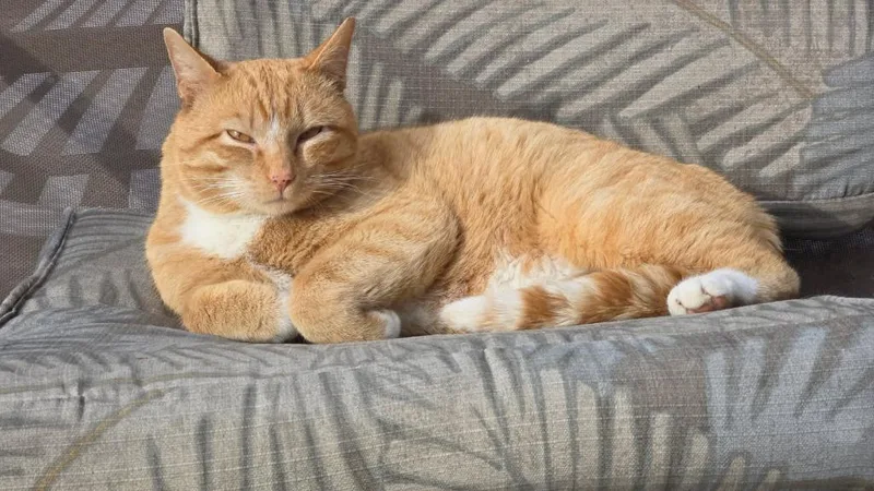 An adult large-sized male Domestic Short Hair cat named Rusty for adoption in Grand Rapids, MN