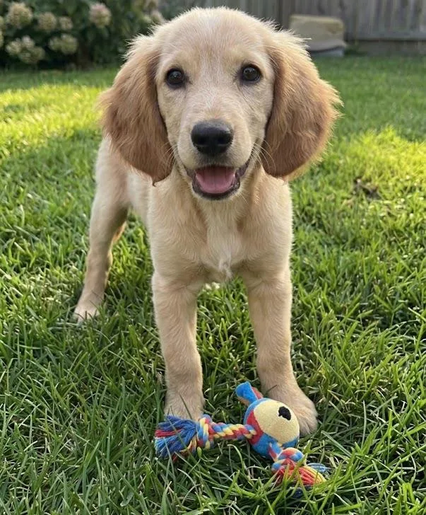 Lola