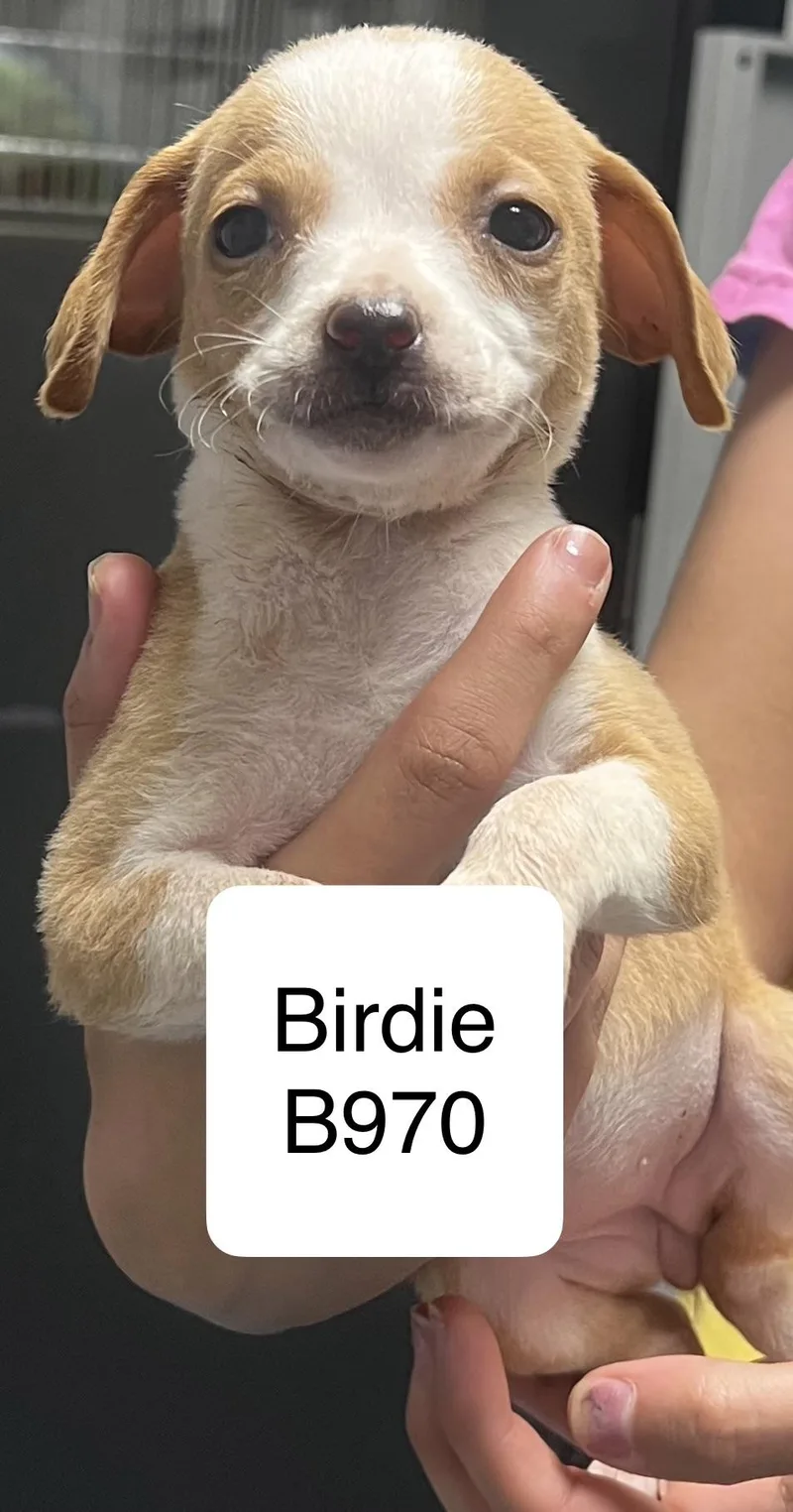 A baby small-sized female Yellow / Tan / Blond / Fawn Shih Tzu dog named Birdie for adoption in Morganton, NC