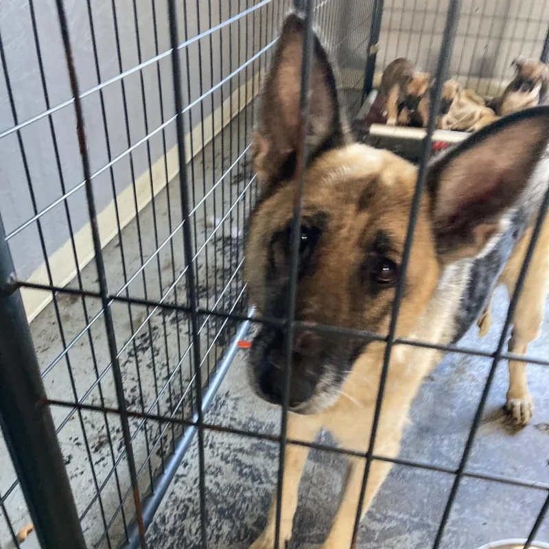 An adult small-sized female Brown / Chocolate German Shepherd Dog dog named Greta for adoption in Oak Hill, WV