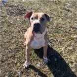 A senior large-sized male Yellow / Tan / Blond / Fawn Pit Bull Terrier dog named Aries for adoption in Moline, IL