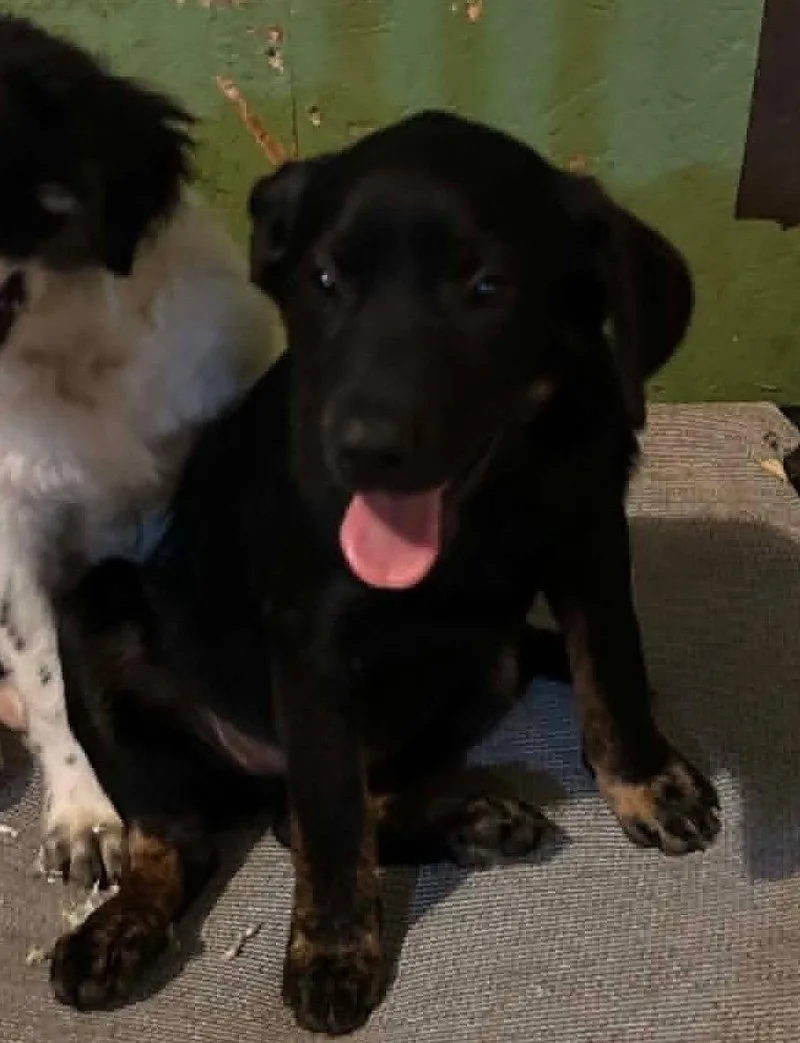 A baby medium-sized female Spaniel dog named Sapling Pups  Juniper for adoption in Ashville, OH