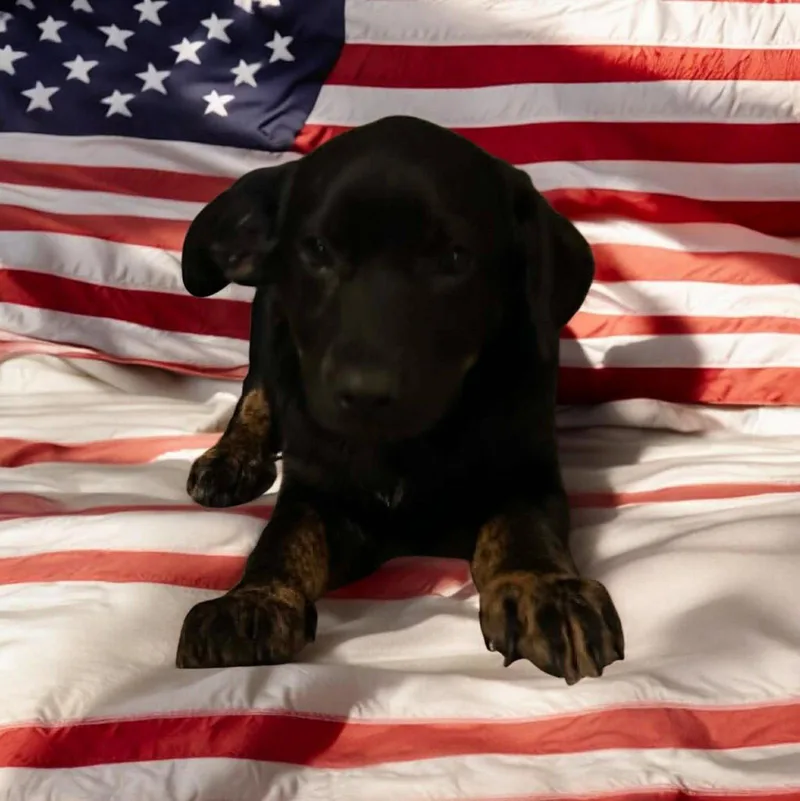 Sapling Pups  Juniper thumbnail 2