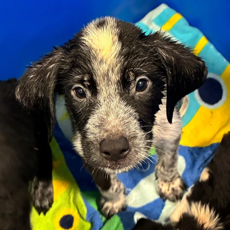 A baby small-sized male Black Mixed Breed dog named Charlie Brown for adoption in Greensboro, NC