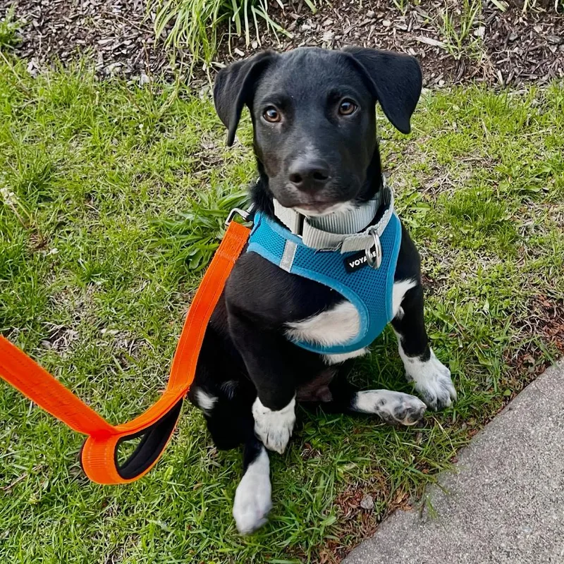 A baby small-sized female Black Mixed Breed dog named Thames for adoption in Skokie, IL
