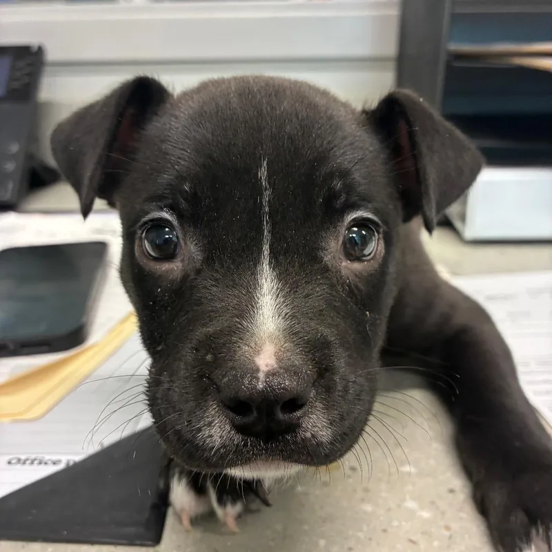 A baby small-sized female Black Mixed Breed dog named Zipper for adoption in Horn Lake, MS