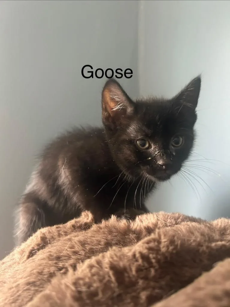 A baby small-sized male Domestic Medium Hair cat named Goose for adoption in New Kensington, PA