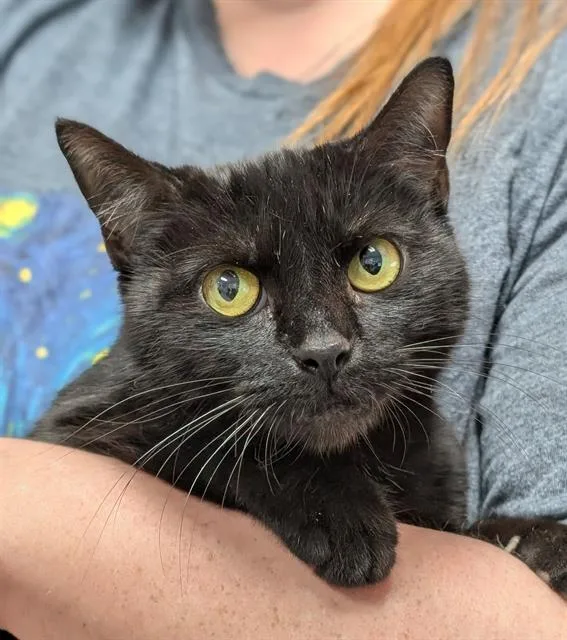 A young medium-sized female Domestic Short Hair cat named Vintage for adoption in Canfield, OH