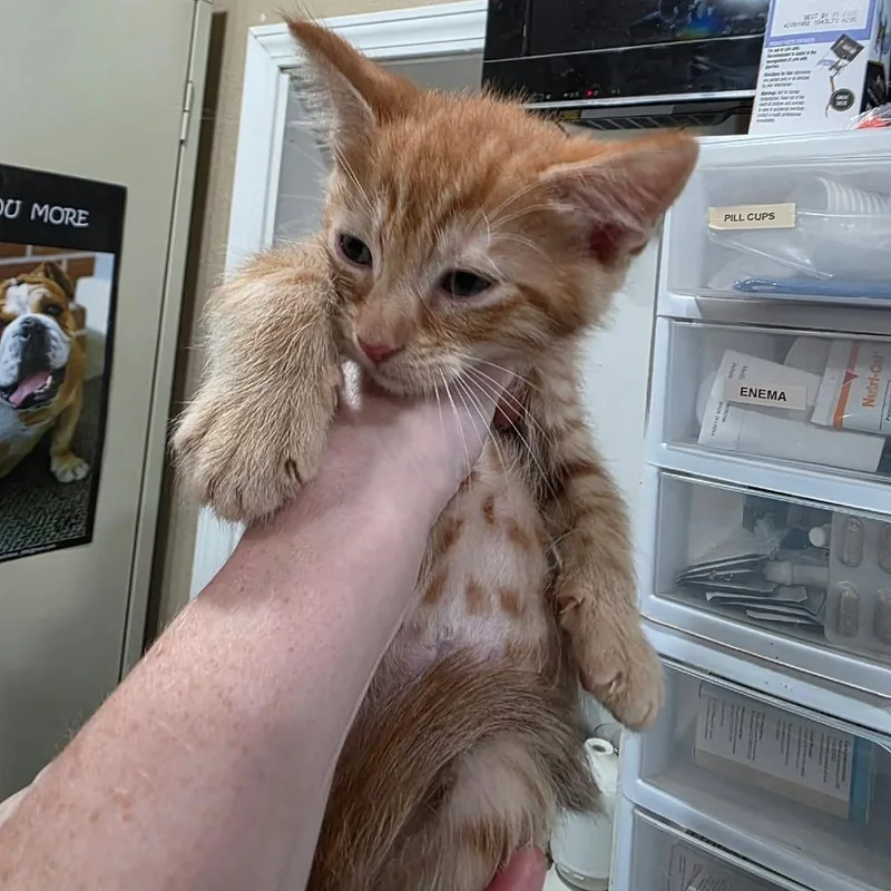 A baby small-sized male Domestic Short Hair cat named Sonny for adoption in Amarillo, TX