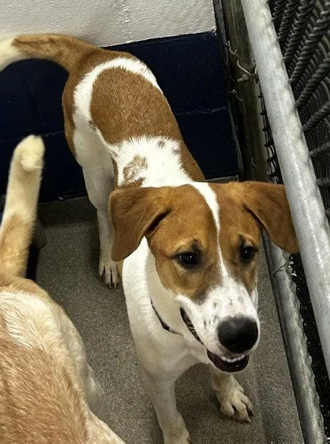 A young medium-sized male Terrier dog named Mask month Ava for adoption in Sterling, MA