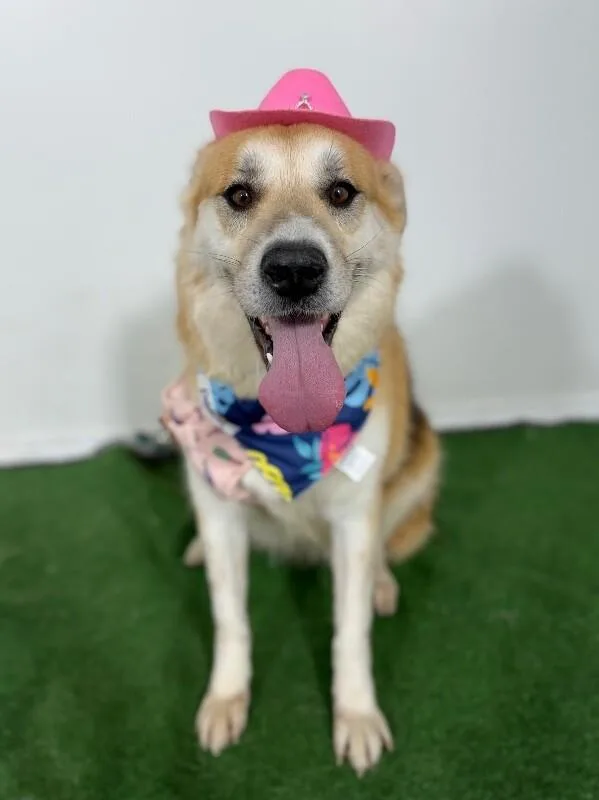 A young large-sized female Yellow / Tan / Blond / Fawn German Shepherd Dog dog named Harper for adoption in Carlsbad, CA