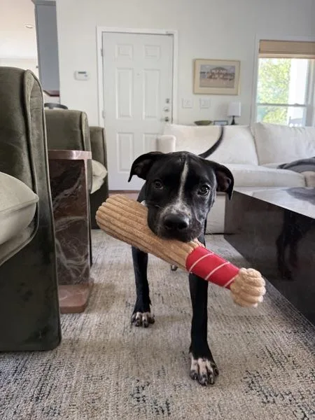 A young medium-sized male Mixed Breed dog named Ben for adoption in Austin, TX