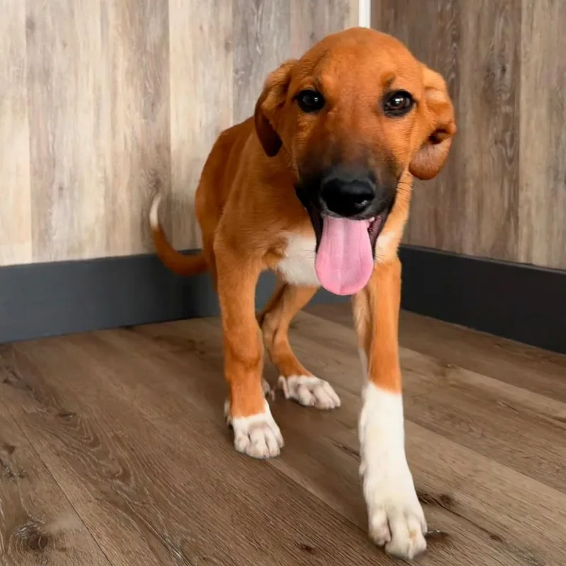 A baby medium-sized male Yellow / Tan / Blond / Fawn Doberman Pinscher dog named Cosmo for adoption in Idaho Falls, ID