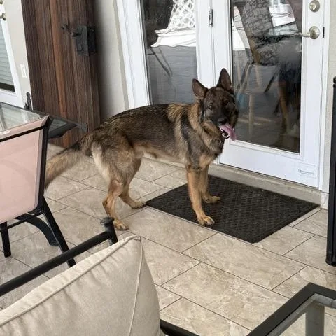 An adult large-sized male Apricot / Beige German Shepherd Dog dog named Ranger for adoption in Englewood, FL