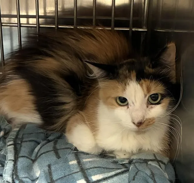 A young small-sized female Domestic Medium Hair cat named Poppy for adoption in Olivette, MO