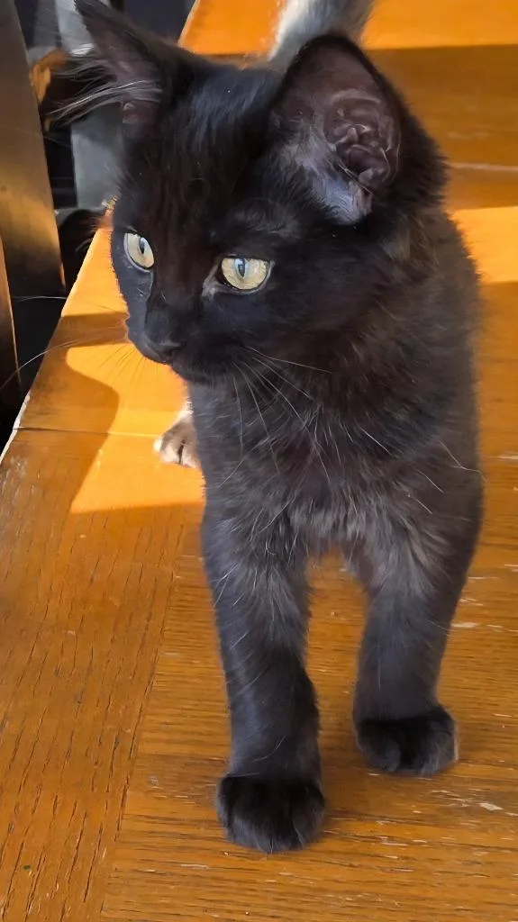 A baby medium-sized female Domestic Medium Hair cat named Glisten for adoption in Youngsville, NC
