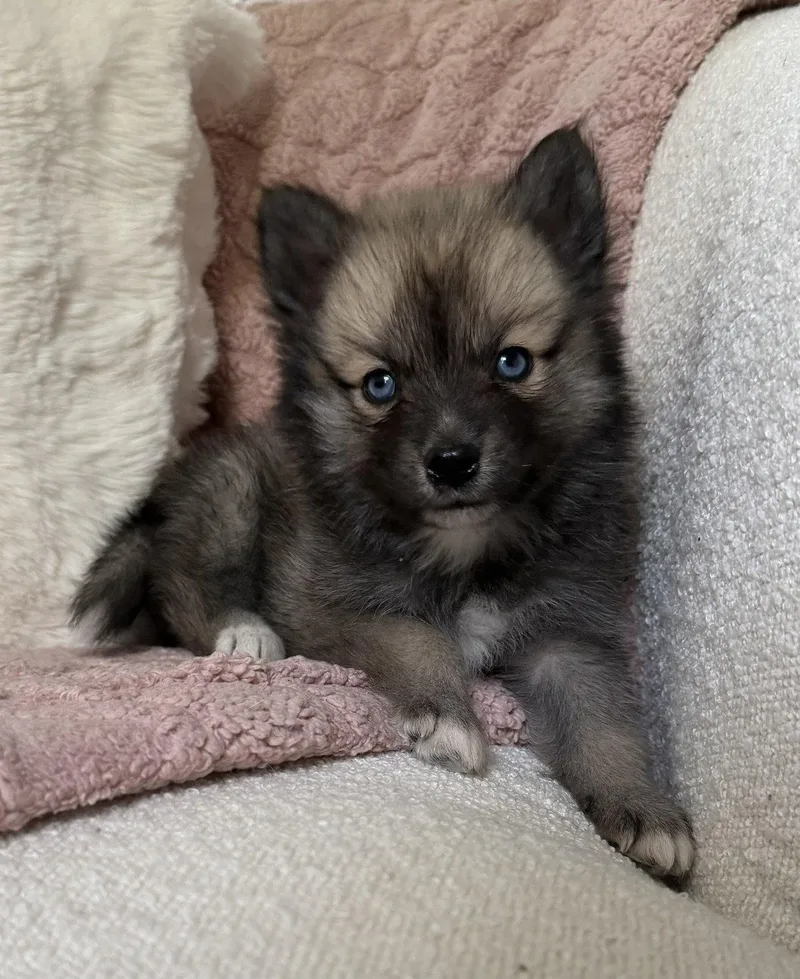 A baby medium-sized female Husky dog named Salsa for adoption in Oxford, MI