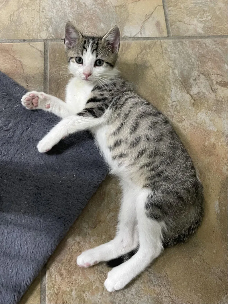 A baby medium-sized male Gray & White Domestic Short Hair cat named Berry for adoption in Oviedo, FL