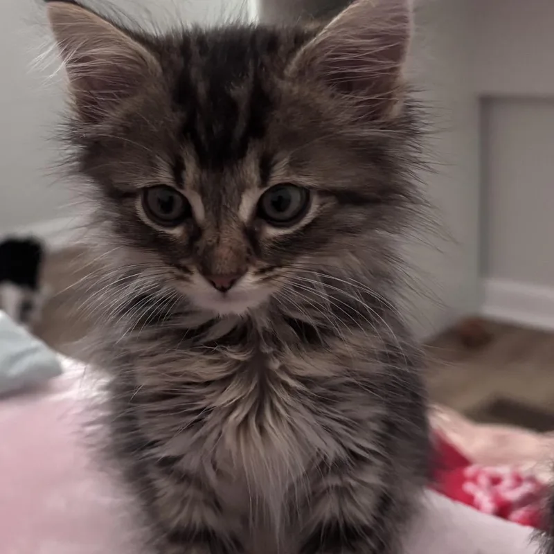 Drumstick thumbnail 2